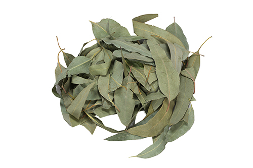 Organic Eucalyptus Leaves TBC